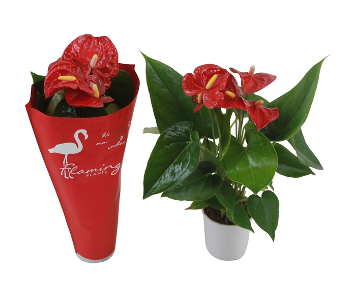 <h4>Anthurium XL.9 Jambo Red 9cm met sierhoes</h4>