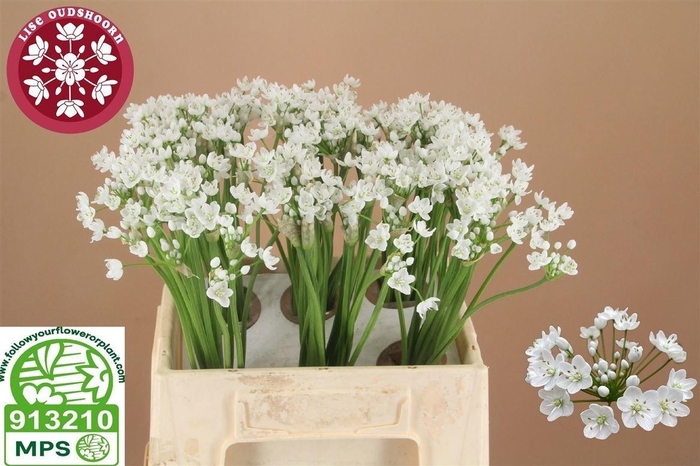 <h4>ALLIUM FLOCON</h4>