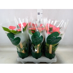 Anthurium andr. 'Melito'