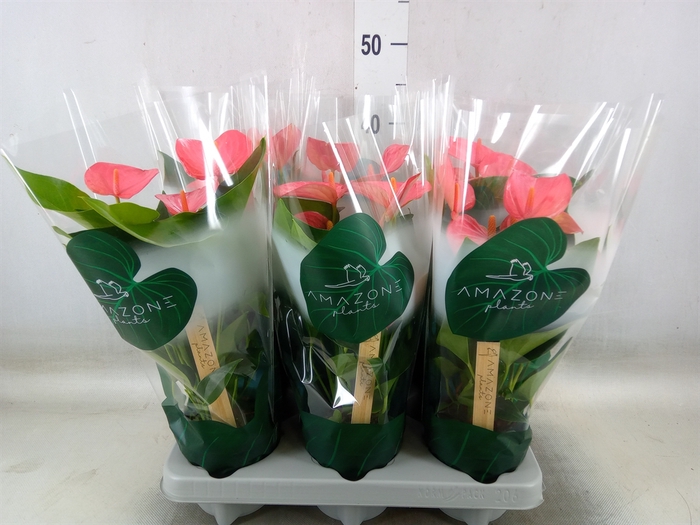 <h4>Anthurium andr. 'Melito'</h4>
