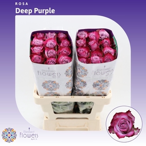 Rosa Gr Deep Purple