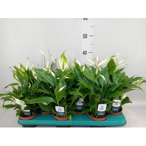 Spathiphyllum  'Chopin'