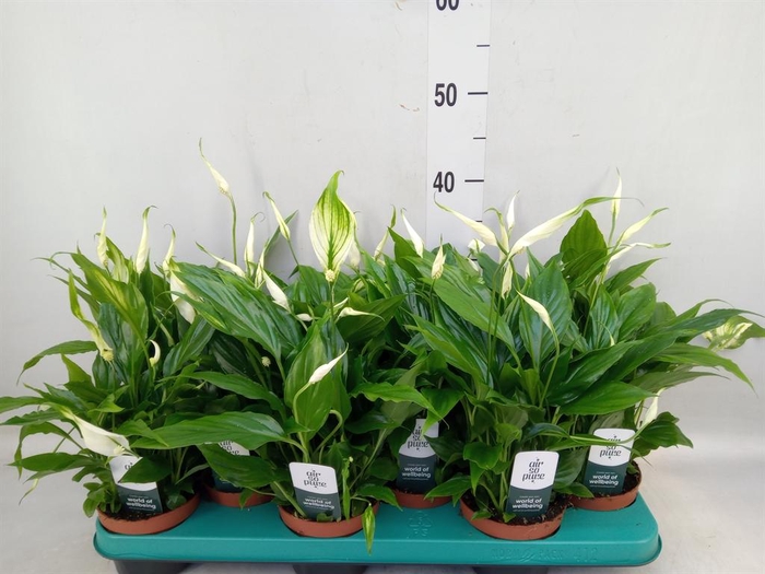 <h4>Spathiphyllum  'Chopin'</h4>