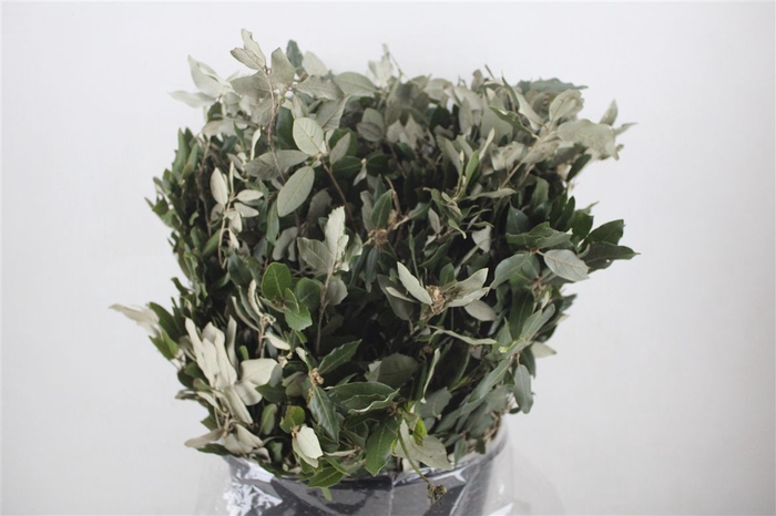 <h4>Steeneik Leaves P Bunch</h4>