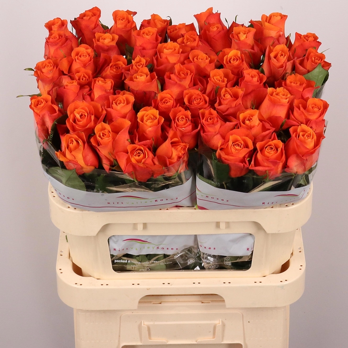 <h4>R GR ORANGE WAVE</h4>