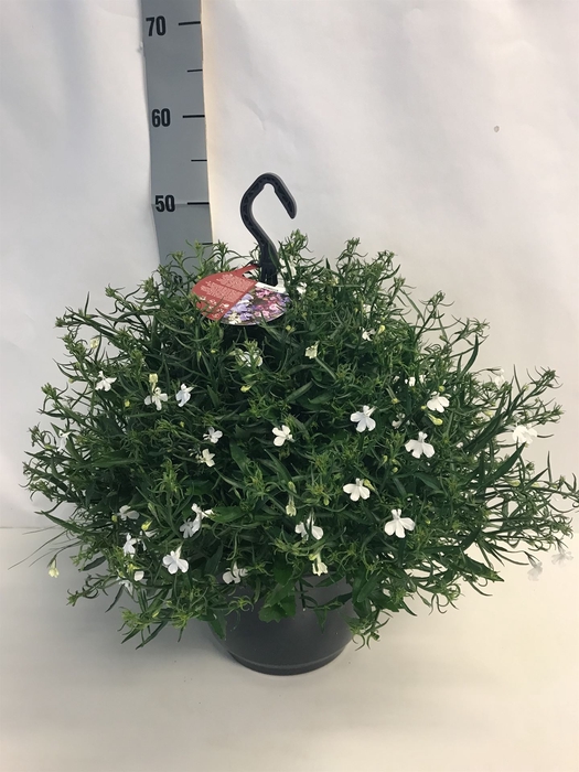 <h4>Lobelia erin. 'White Butterfly'</h4>