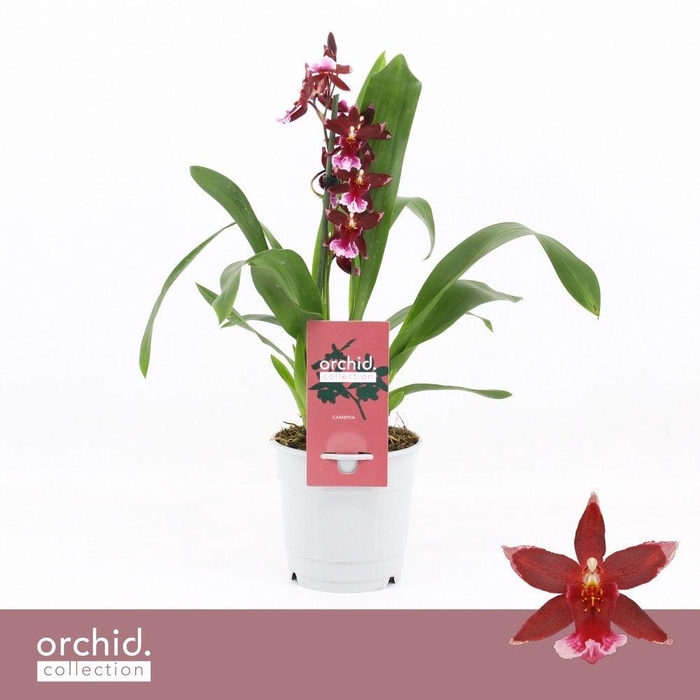 <h4>Barrocco Red, 1-spike Compact 'Orchid Collection'</h4>