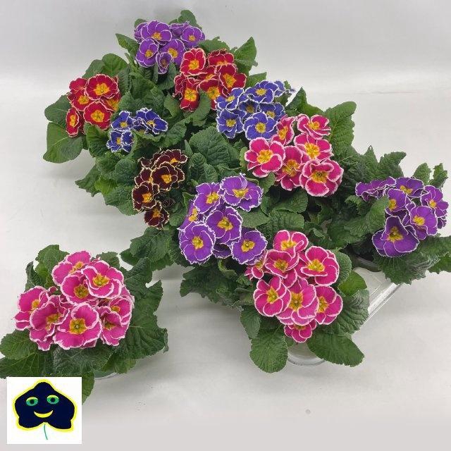 <h4>PRIM AC GEM</h4>