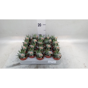 Haworthia fasciata 'Big Band'