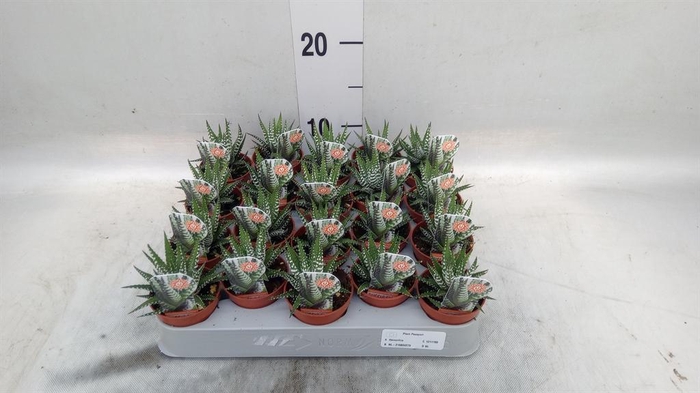 <h4>Haworthia fasciata 'Big Band'</h4>