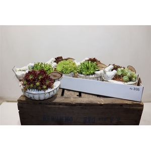 Arr Sempervivum In Vogel Schaal