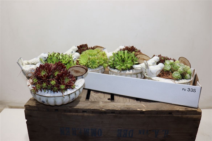 <h4>Arr Sempervivum In Vogel Schaal</h4>