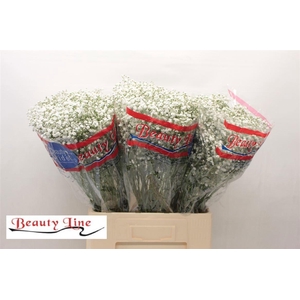 GYPS PA BEAUTY BRIDE