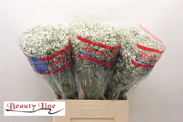 <h4>GYPS PA BEAUTY BRIDE</h4>