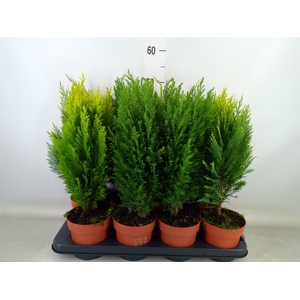 Conifers   ...mix