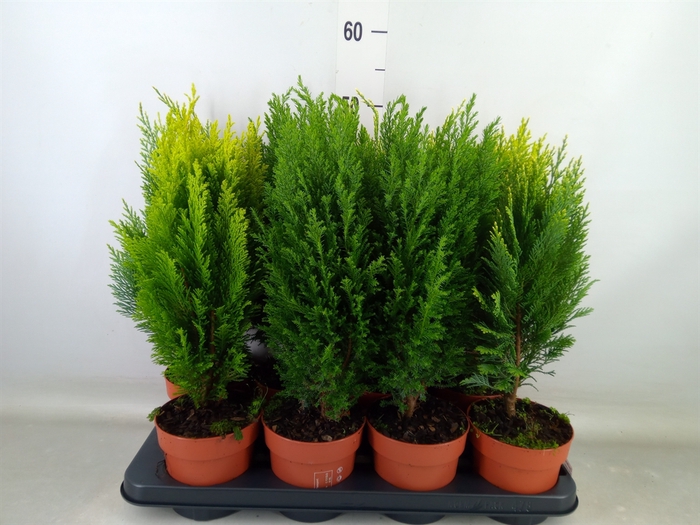 <h4>Conifers   ...mix</h4>