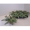 arr8 Sedum Sieboldii