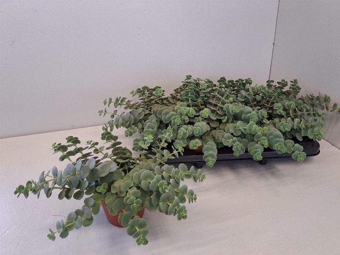 arr8 Sedum Sieboldii