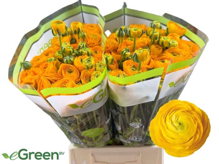 <h4>RAN AAZUR YELLOW</h4>