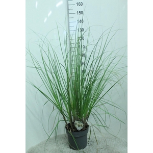Cortaderia selloana