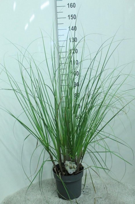 <h4>Cortaderia selloana</h4>