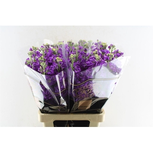 Matth Impala Purple