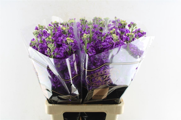 <h4>Matth Impala Purple</h4>