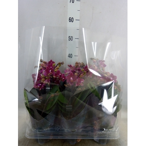 Phalaenopsis multi. 'Ant Chamonix'