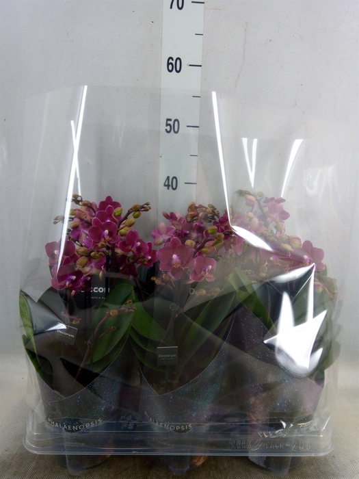 <h4>Phalaenopsis multi. 'Ant Chamonix'</h4>