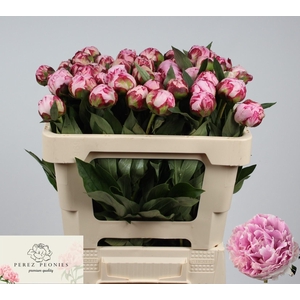 PAEO L SARA BERNHARD