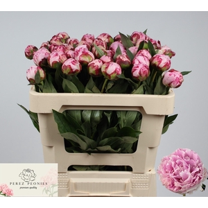 PAEO L SARA BERNHARD