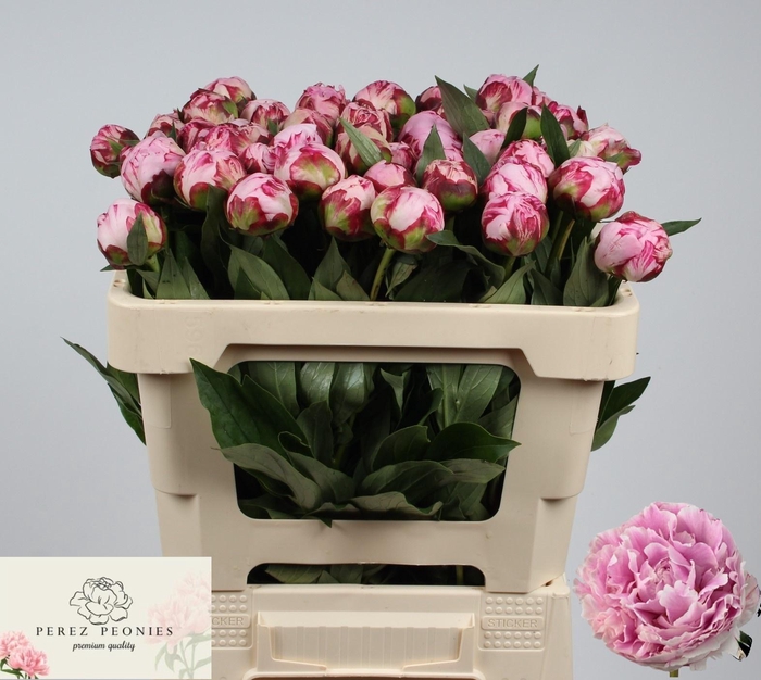 PAEO L SARA BERNHARD