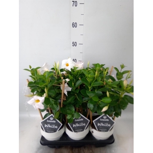 Mandevilla am. 'Sundav White'