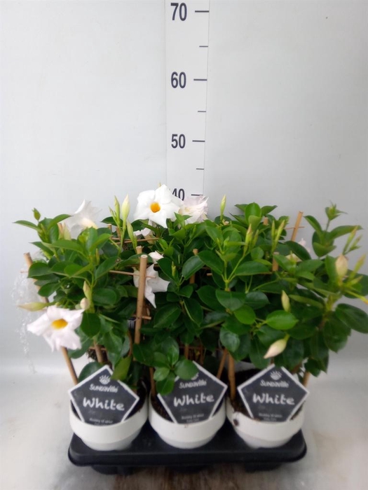 <h4>Mandevilla am. 'Sundav White'</h4>
