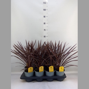 Cordyline austr. 'Red Star'