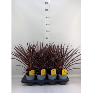 Cordyline austr. 'Red Star'