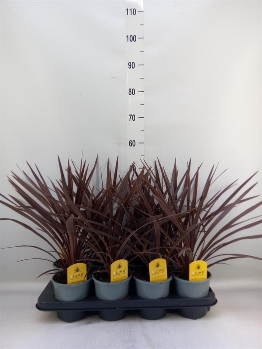 <h4>Cordyline austr. 'Red Star'</h4>