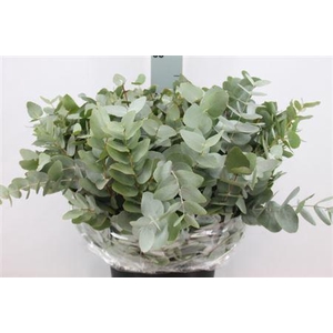 Euca Cinerea Kort 200 Gram