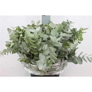 Euca Cinerea Kort 200gr