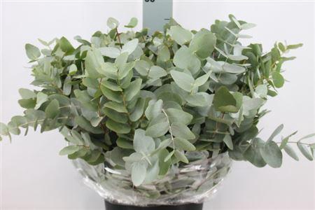 <h4>Euca Cinerea Kort 200 Gram</h4>