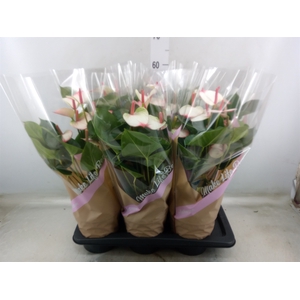 Anthurium  'Pr. Amalia Elegance'