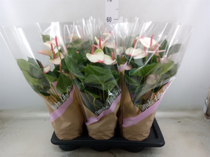 <h4>Anthurium  'Pr. Amalia Elegance'</h4>