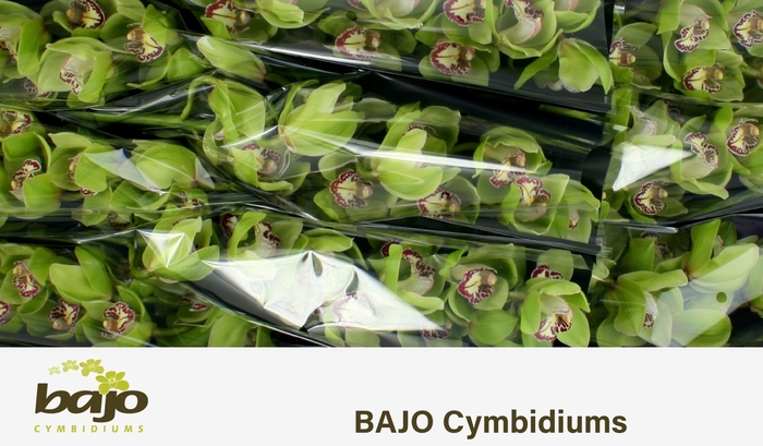 <h4>CYMB T MRS R HOOD</h4>