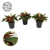 Peperomia Rosso mini