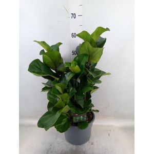 Ficus lyrata 'Bambino'