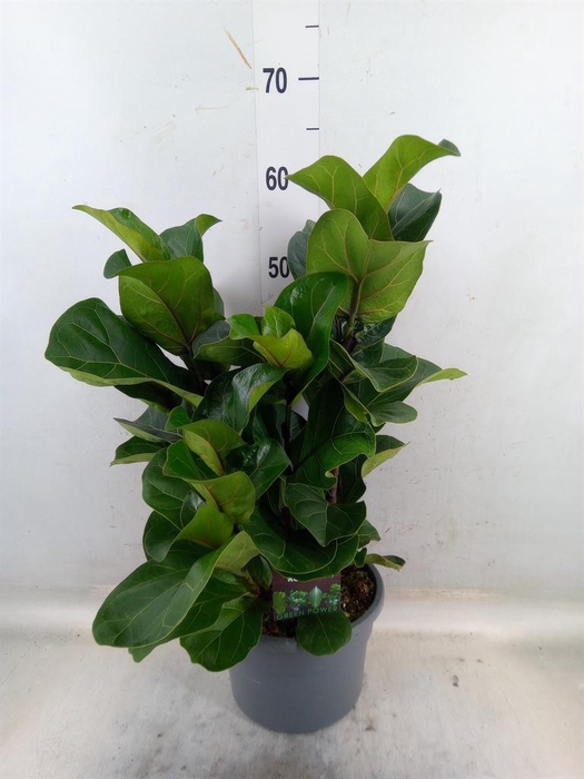 <h4>Ficus lyrata 'Bambino'</h4>