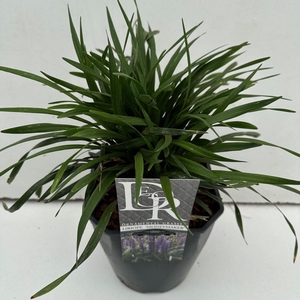 Liriope Moneymaker