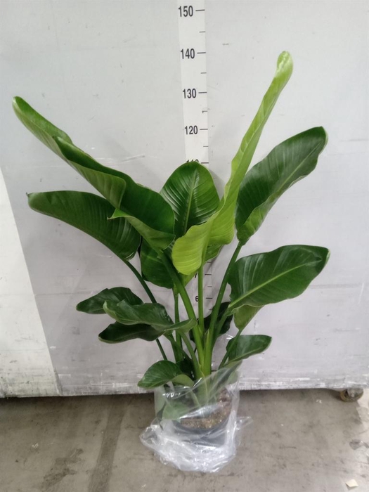 <h4>Strelitzia nicolai</h4>