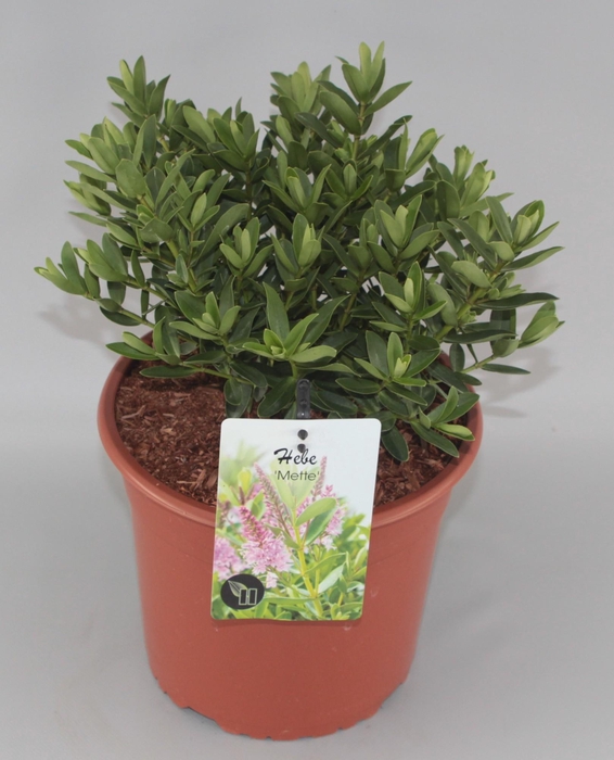 <h4>Hebe 'Mette' C5</h4>