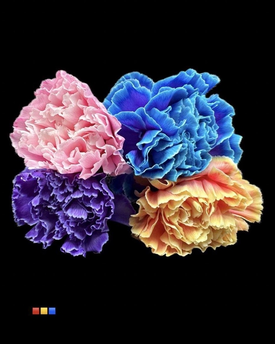 <h4>Dianthus St Mix</h4>